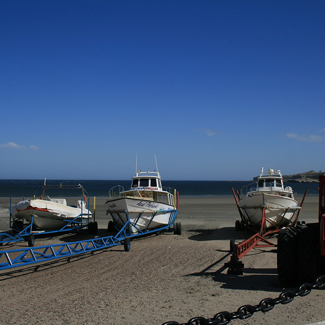 Southern Right Whale